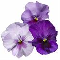 Afbeelding van Viola P9 Grootbloemig Lavender shades